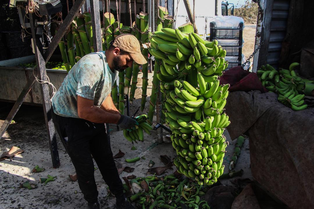 Adana da muz üretimine devlet teşviki: 7 bin 500 dekara çıktı 5