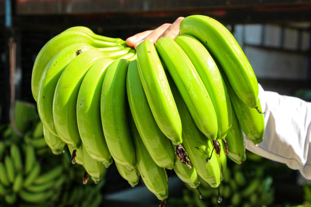 Adana da muz üretimine devlet teşviki: 7 bin 500 dekara çıktı 4