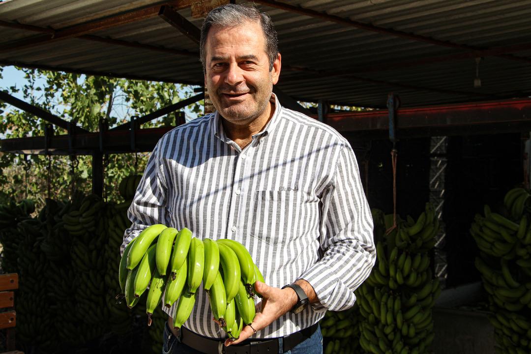 Adana da muz üretimine devlet teşviki: 7 bin 500 dekara çıktı 2