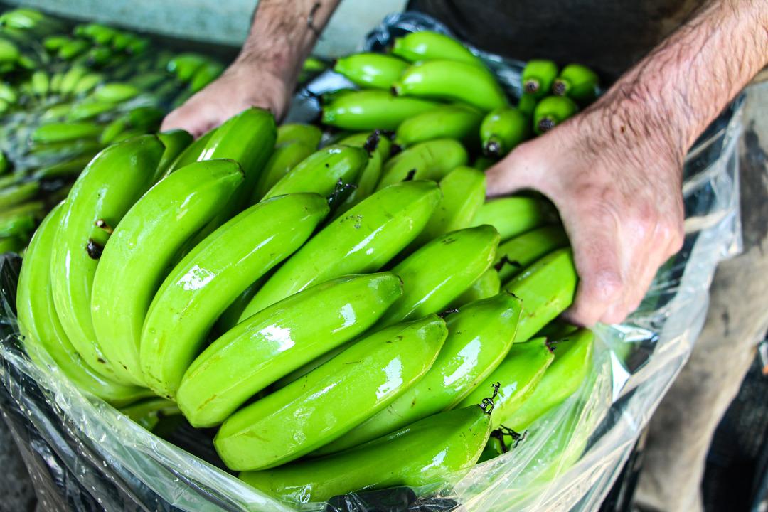 Adana da muz üretimine devlet teşviki: 7 bin 500 dekara çıktı 6