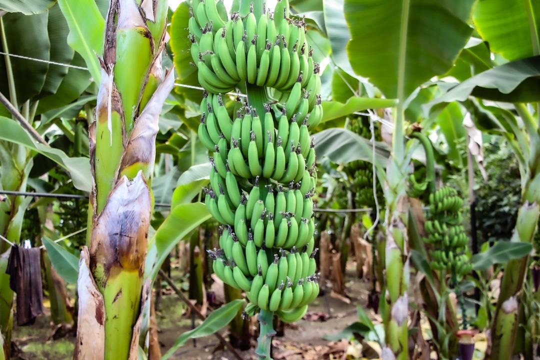 Adana da muz üretimine devlet teşviki: 7 bin 500 dekara çıktı 3