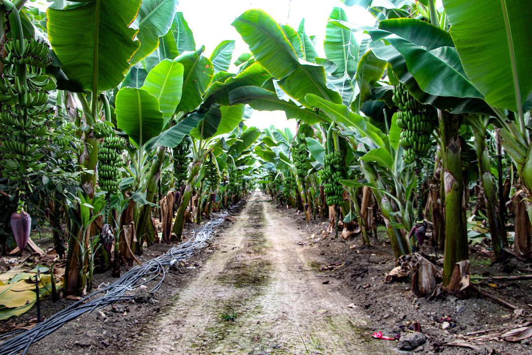 Adana da muz üretimine devlet teşviki: 7 bin 500 dekara çıktı 1
