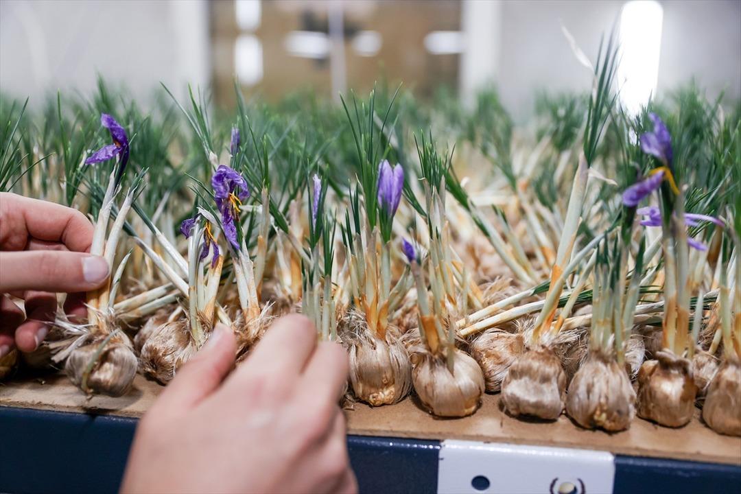 Maliyeti yüksek değil yıllık kazancı 1 milyon TL!  2