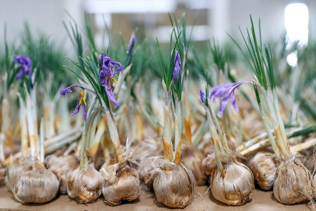 Maliyeti yüksek değil yıllık kazancı 1 milyon TL!  3