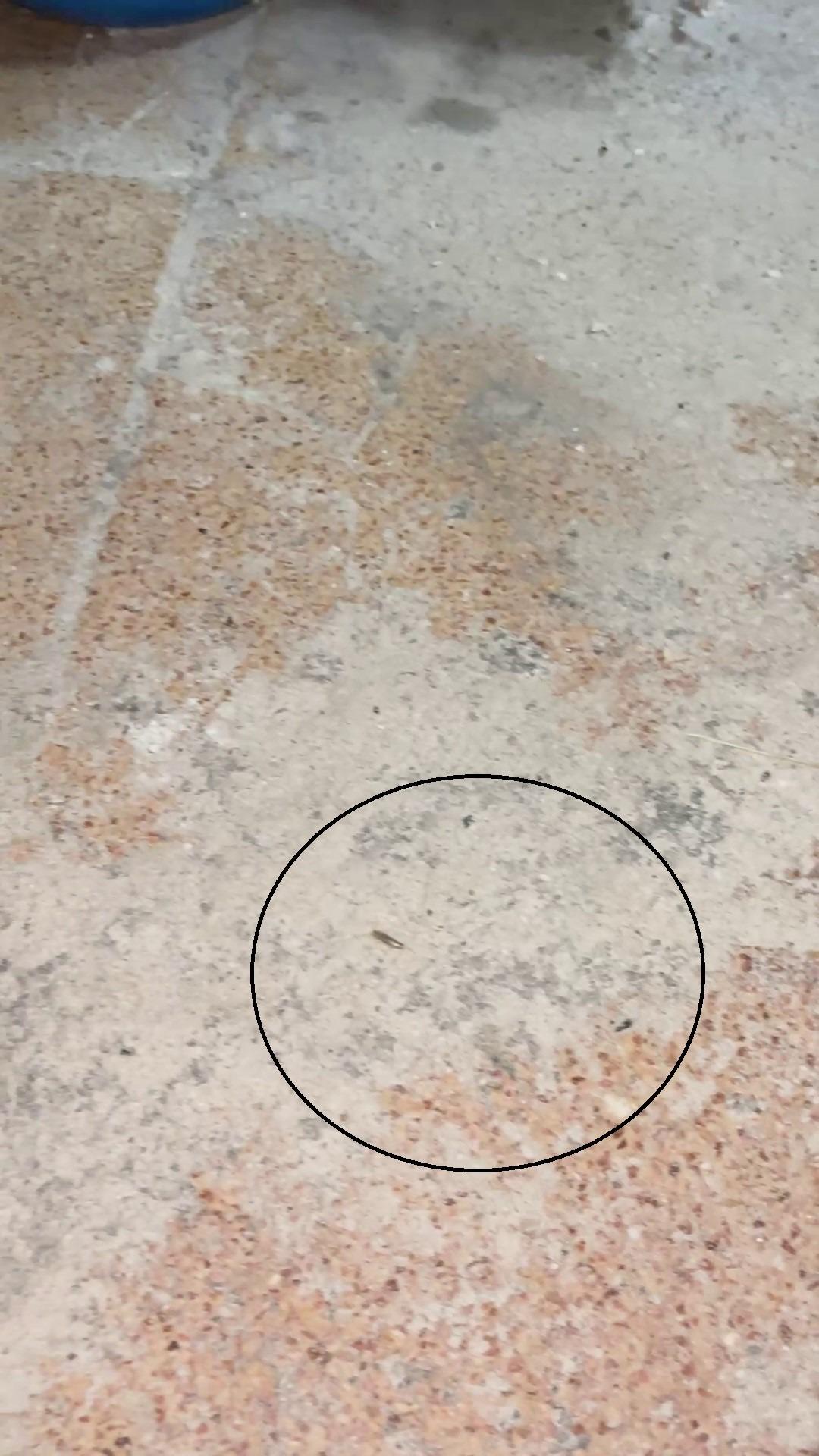 Fırın denetiminde mide bulandıran g&ouml;r&uuml;nt&uuml;ler: Zabıta ekipleri şaşkına d&ouml;nd&uuml;! 4