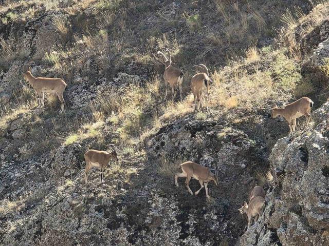 Bayburt’un dağlarını mesken tutan yaban keçileri Vauk Dağı’nda sürü halinde görüntülendi 4