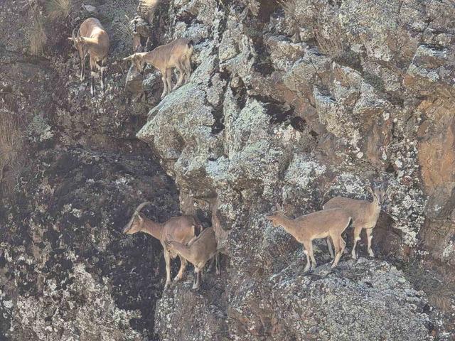 Bayburt’un dağlarını mesken tutan yaban keçileri Vauk Dağı’nda sürü halinde görüntülendi 3