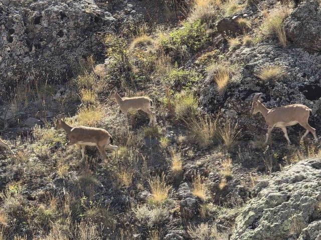 Bayburt’un dağlarını mesken tutan yaban keçileri Vauk Dağı’nda sürü halinde görüntülendi 2