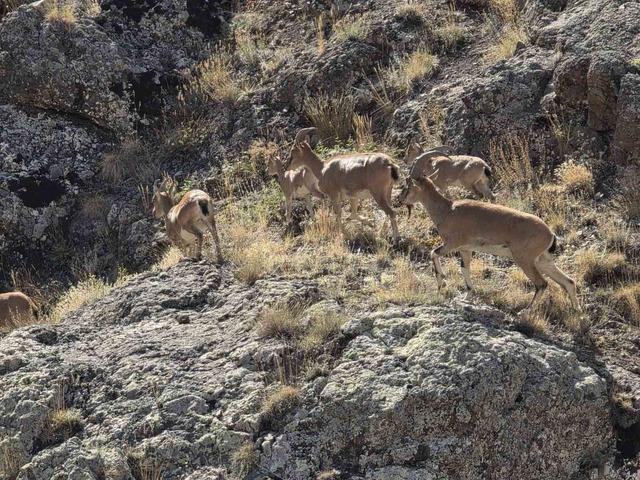 Bayburt’un dağlarını mesken tutan yaban keçileri Vauk Dağı’nda sürü halinde görüntülendi 1