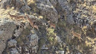 Bayburt’un dağlarını mesken tutan yaban keçileri Vauk Dağı’nda sürü halinde görüntülendi