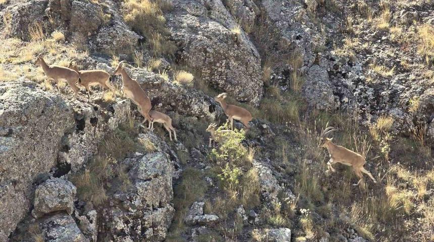 Bayburt’un dağlarını mesken tutan yaban keçileri Vauk Dağı’nda sürü halinde görüntülendi
