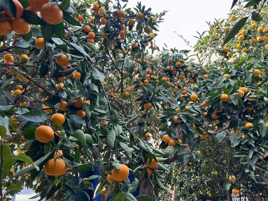 Dalında kalan mandalinalardan meyve suyu &uuml;retilecek 2