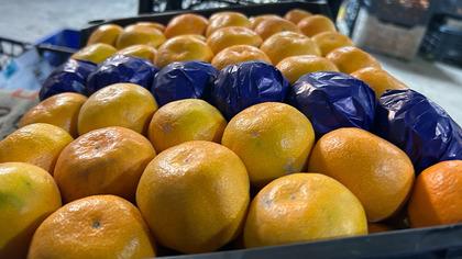 Dalında kalan mandalinalardan meyve suyu üretilecek