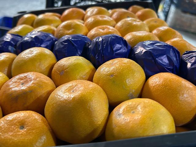 Dalında kalan mandalinalardan meyve suyu üretilecek