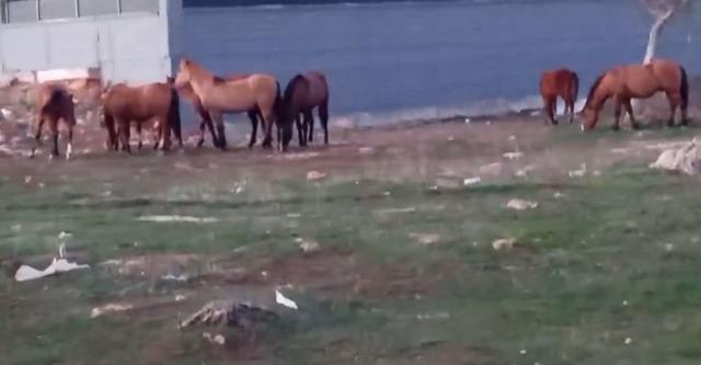 Aç kalan yılkı atları şehir merkezine indi 3