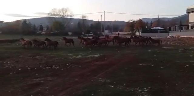 Aç kalan yılkı atları şehir merkezine indi 2