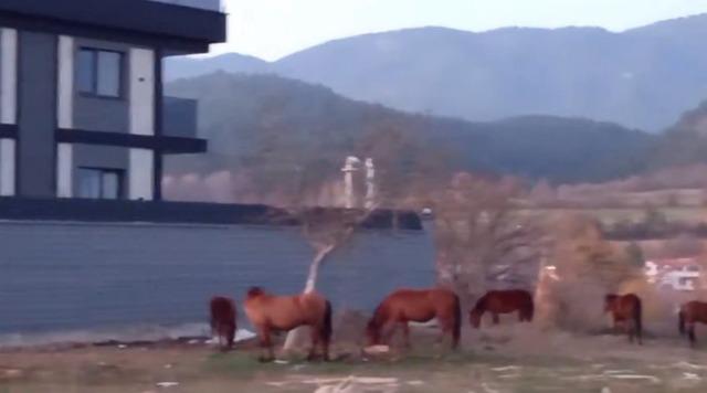 Aç kalan yılkı atları şehir merkezine indi 1