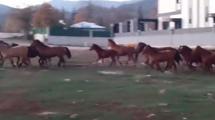 Aç kalan yılkı atları şehir merkezine indi