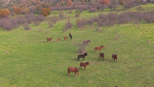 Eskişehir’deki yılkı atların özgür halleri havadan görüntülendi 2