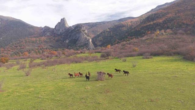 Eskişehir’deki yılkı atların özgür halleri havadan görüntülendi 1