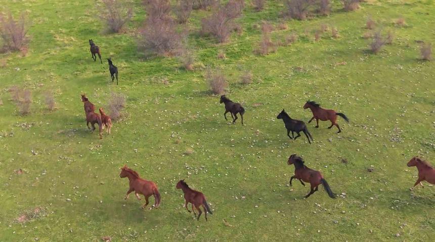 Eskişehir’deki yılkı atların özgür halleri havadan görüntülendi