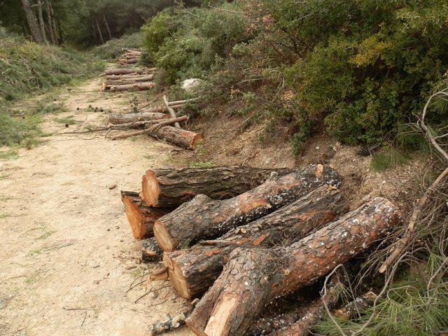 Foça'da çam ağaçlarının kesimi durduruldu