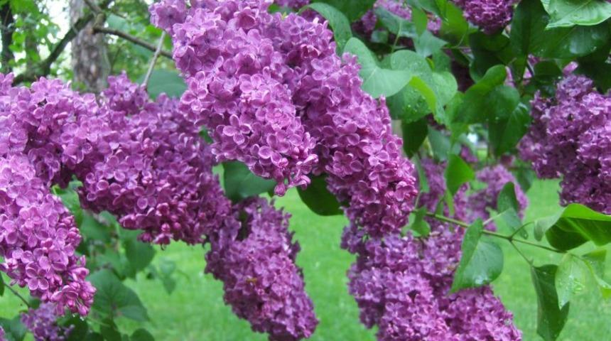 Kadınlar için şifa erkekler için ise tam bir kabus!