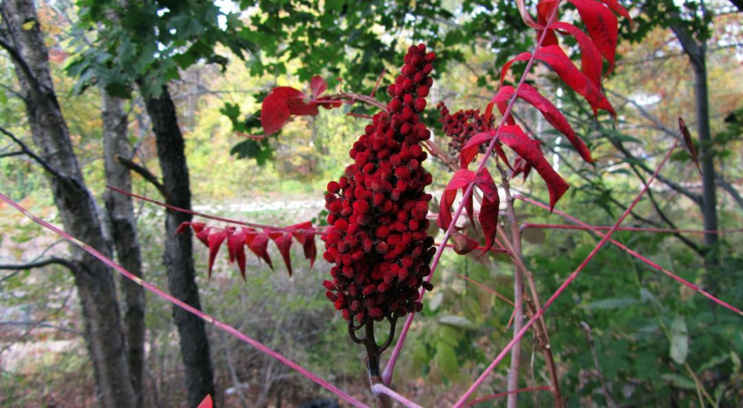 Baharatın yolculuğu: Mutfağımızdaki favori baharatlar aslında nereden geliyor? 6