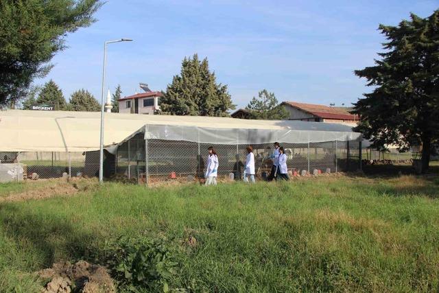 Amasya’da üniversiteliler sülün yetiştiriyor 8