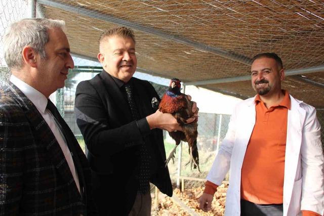 Amasya’da üniversiteliler sülün yetiştiriyor 7