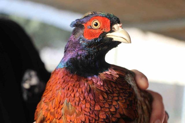 Amasya’da üniversiteliler sülün yetiştiriyor 6