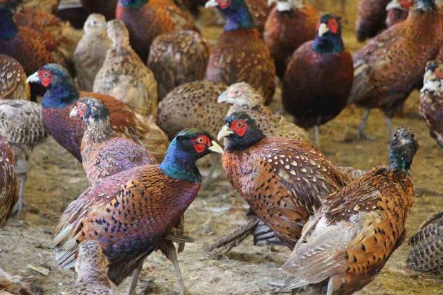 Amasya’da üniversiteliler sülün yetiştiriyor 5