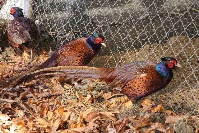 Amasya’da üniversiteliler sülün yetiştiriyor 4