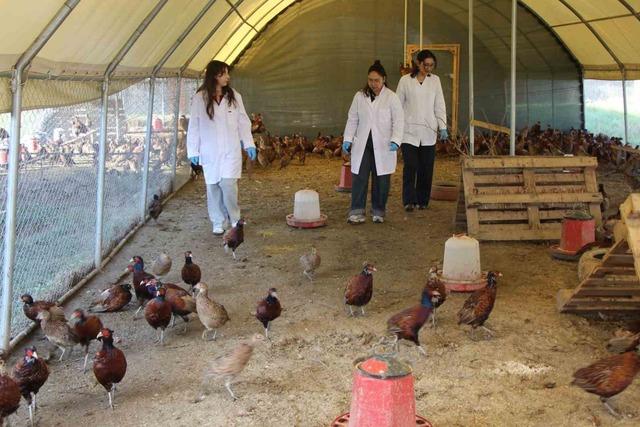 Amasya’da üniversiteliler sülün yetiştiriyor 3