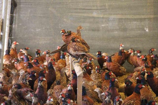 Amasya’da üniversiteliler sülün yetiştiriyor 2