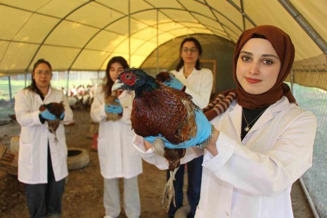 Amasya’da üniversiteliler sülün yetiştiriyor 1