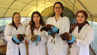 Amasya’da üniversiteliler sülün yetiştiriyor