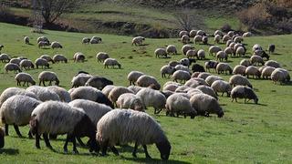 Uşak'ta 4 inekle hayvancılığa başlayan genç mühendis çiftliğini kurdu