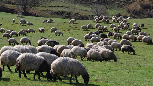 Uşak'ta 4 inekle hayvancılığa başlayan genç mühendis çiftliğini kurdu