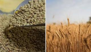 Yeşil mercimek ve yulaf ithalatında gümrük vergileri düşürüldü