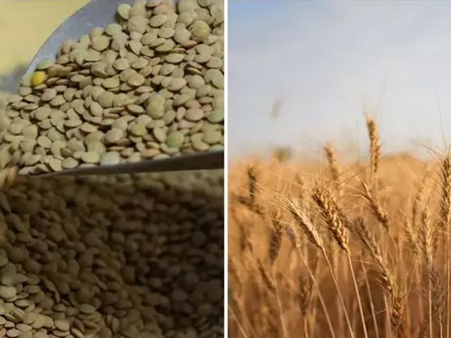 Yeşil mercimek ve yulaf ithalatında gümrük vergileri düşürüldü