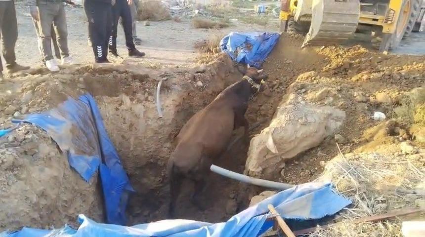 &Ccedil;ukura d&uuml;şen b&uuml;y&uuml;kbaşı itfaiye kurtardı