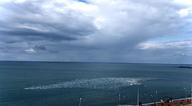 Artvin Hopa’da ziraat alanında çıkan yangın ormana sıçradı 3