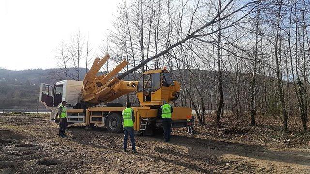 Ağaç sökme ve dikim makinesi faaliyete başladı