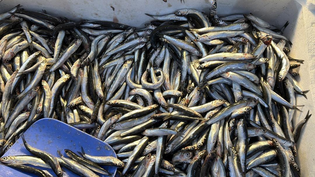 Gürcistan a kaçtı Tezgahlarda yoğunluk başladı, rağbet çok 1