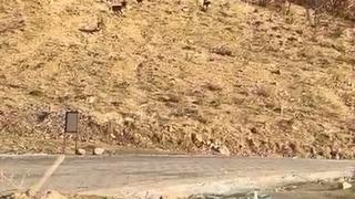 Elazığ’da nesli tükenme tehdidi altında olan dağ keçileri görüldü