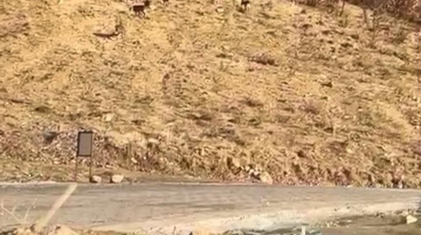 Elazığ’da nesli tükenme tehdidi altında olan dağ keçileri görüldü