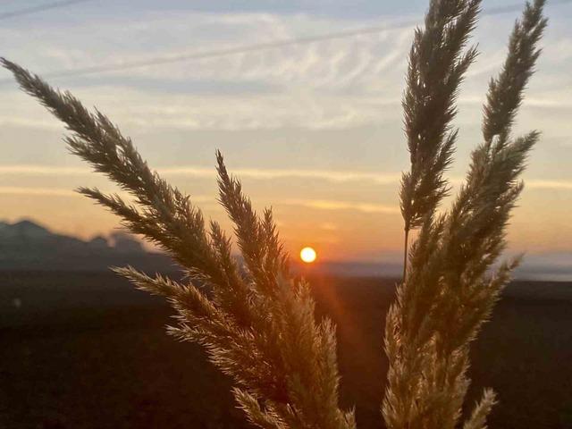 Sonbaharda sararan yapraklar görsel şölen oluşturdu 3