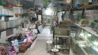 Camı kırıp 9 papağan çaldılar