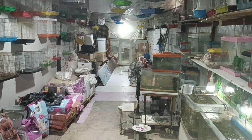 Camı kırıp 9 papağan &ccedil;aldılar